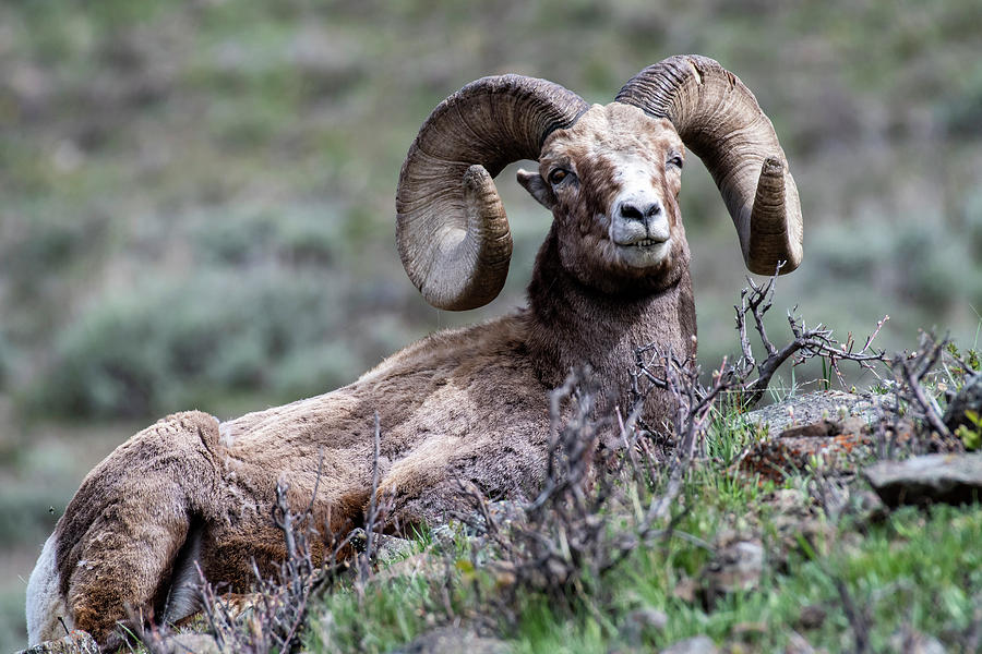 Big Horn Sheep #3 Photograph by Scott Read