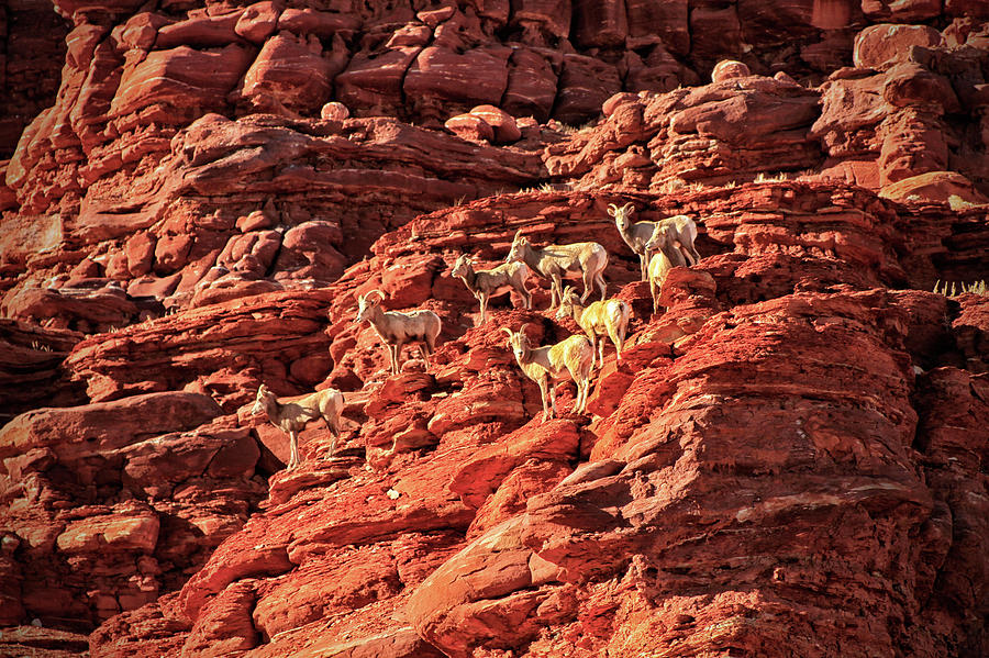 Big Horn Sheep Canyonlands NP Photograph by Allen W Sanders