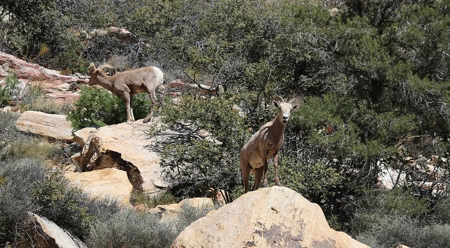 Big Horn Sheep  Photograph by Christy Pooschke