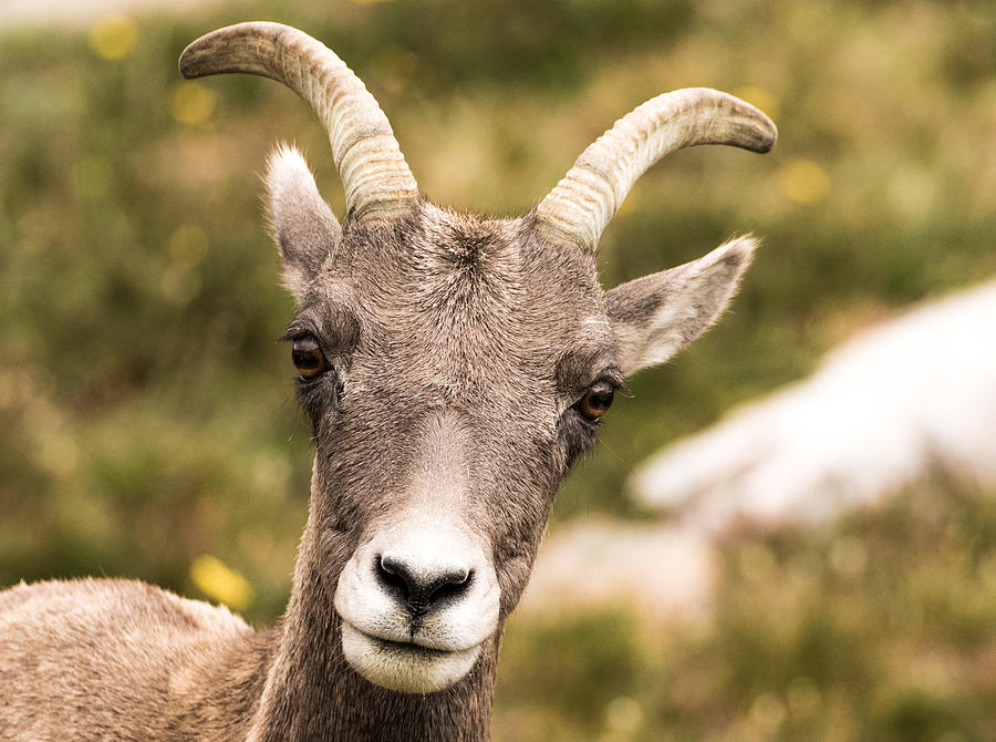 Big Horn Sheep Closeup Photograph by Mindy Musick King
