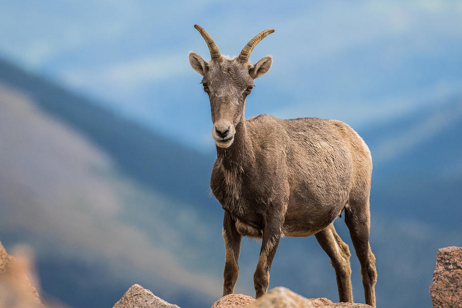 Big Horn Sheep Ewe 1 Photograph By Mindy Musick King Fine Art America 7215