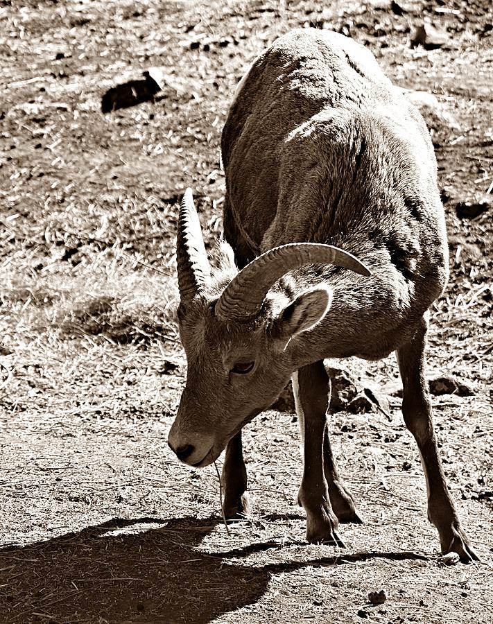 Big Horn Sheep Ewe Photograph by Kathleen Voort