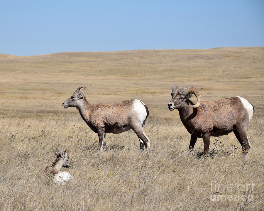 Buck Photograph - Big Horn Sheep Family by Kathy M Krause