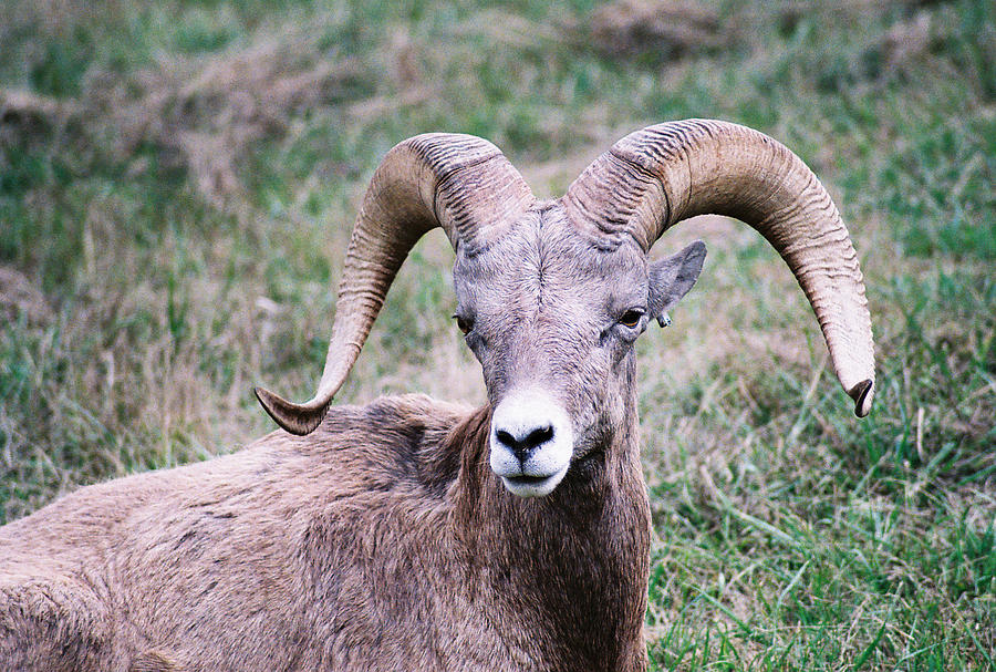 Big Horn Sheep Photograph by Frank Larkin