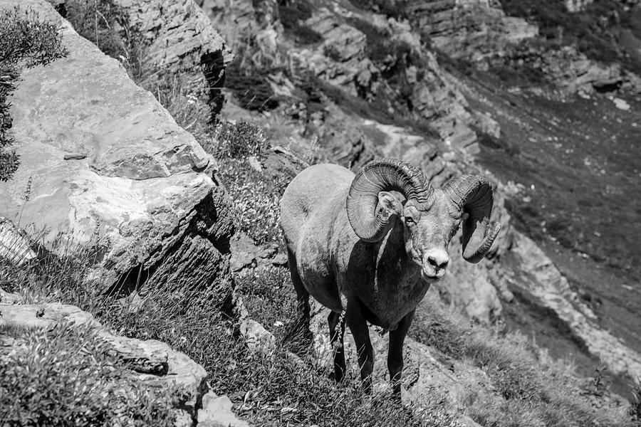 Big Horn Sheep Glacier National Park Photograph by John McGraw