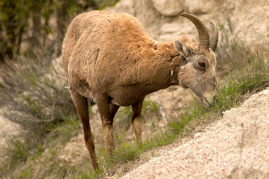 Big Horn Sheep Grazing in South Dakota Photograph by Natural Focal Point Photography