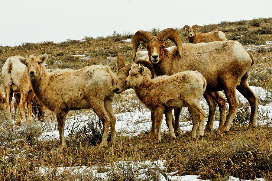 Big Horn Sheep Photograph by Greg Norrell