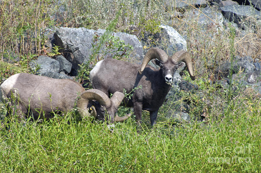 Big Horn Sheep Hells Canyon ID Photograph by Cindy Murphy - NightVisions 