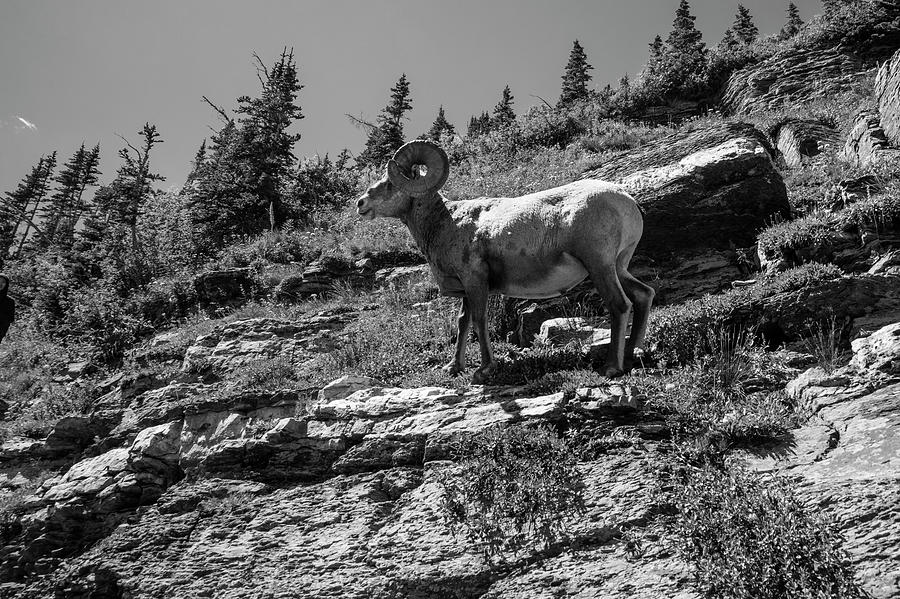 Big Horn Sheep in Glacier Standing Tall Photograph by John McGraw