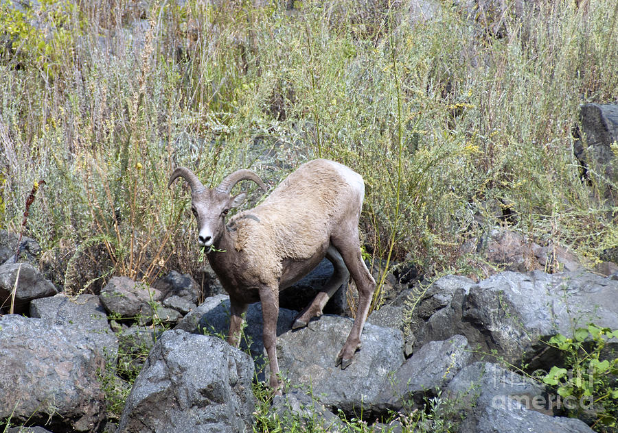 Big Horn Sheep in Hells Canyon ID Photograph by Cindy Murphy - NightVisions 