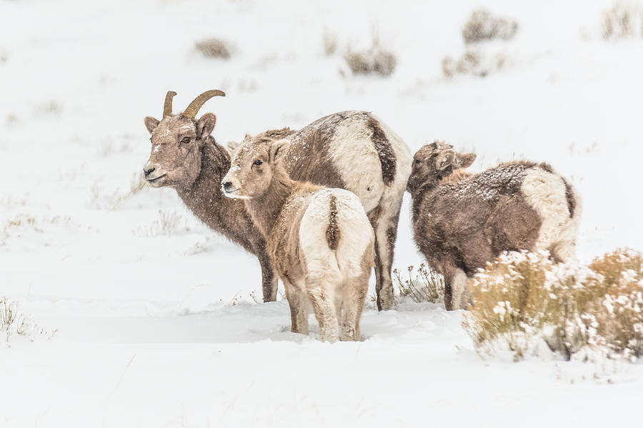 Big-Horn Sheep In Winter Snowstorm Photograph by Yeates Photography