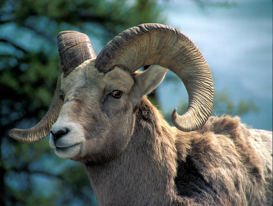 Big Horn Sheep Photograph by Inge Riis McDonald