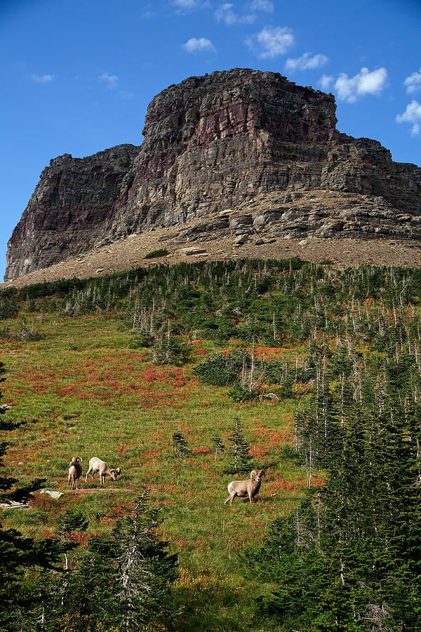 Big Horn Sheep Photograph by Lawrence Boothby