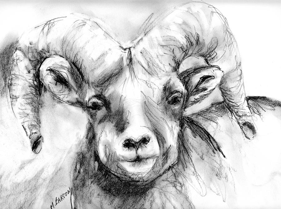 Big Horn Sheep Drawing by Marilyn Barton