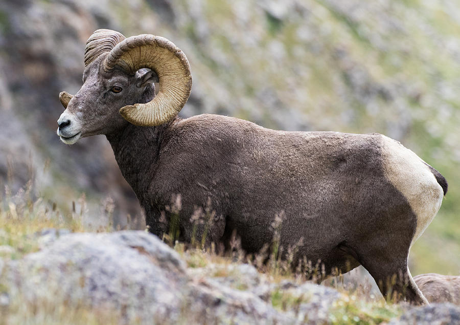 Big Horn Sheep Photograph - Big Horn Sheep on the Alpine Tundra #1 by Mindy Musick King