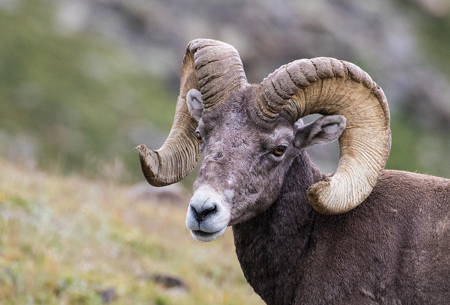 Big Horn Sheep on the Alpine Tundra #2 Photograph by Mindy Musick King
