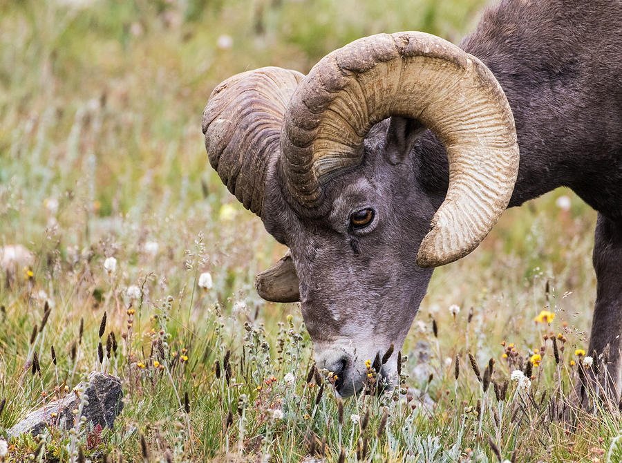 Big Horn Sheep on the Alpine Tundra #3 Photograph by Mindy Musick King