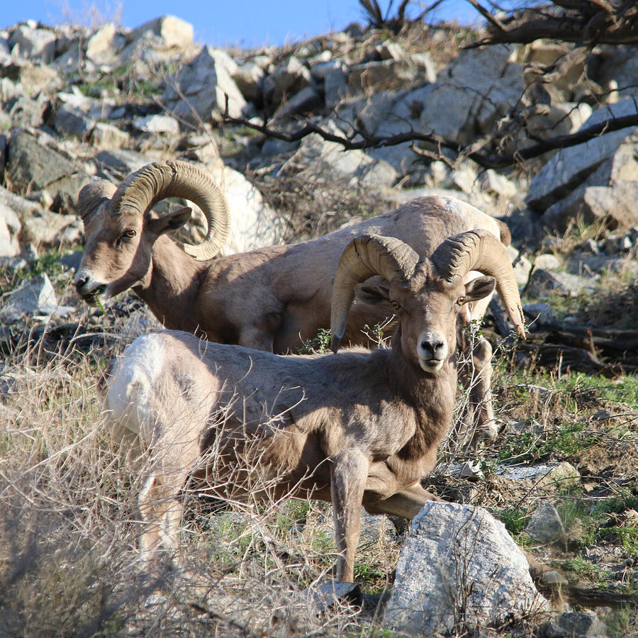 Big Horn Sheep Photograph by Perry Hoffman copyright twentytwenty