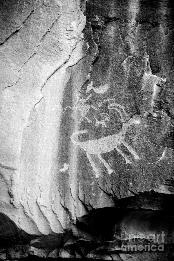 Prehistoric Photograph - Big Horn Sheep Petroglyph 2 - Nine Mile Canyon - Utah by Gary Whitton