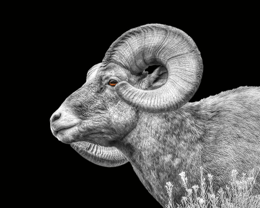 Big Horn Sheep Ram Black and white Photograph by Lowell Monke