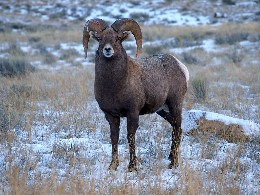 Big Horn Sheep Ram Photograph by DeeLon Merritt