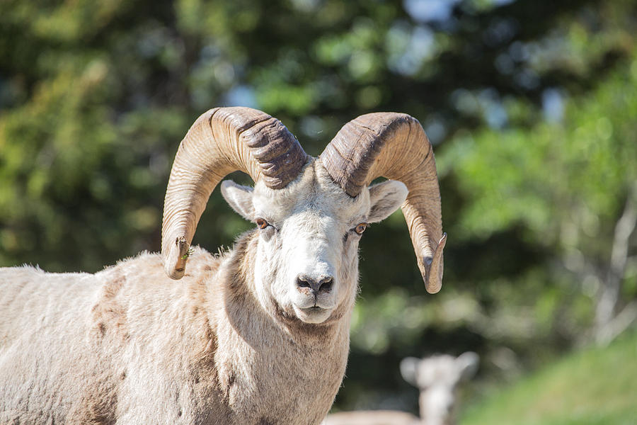 Big Horn Sheep Ram Photograph by Sam Amato