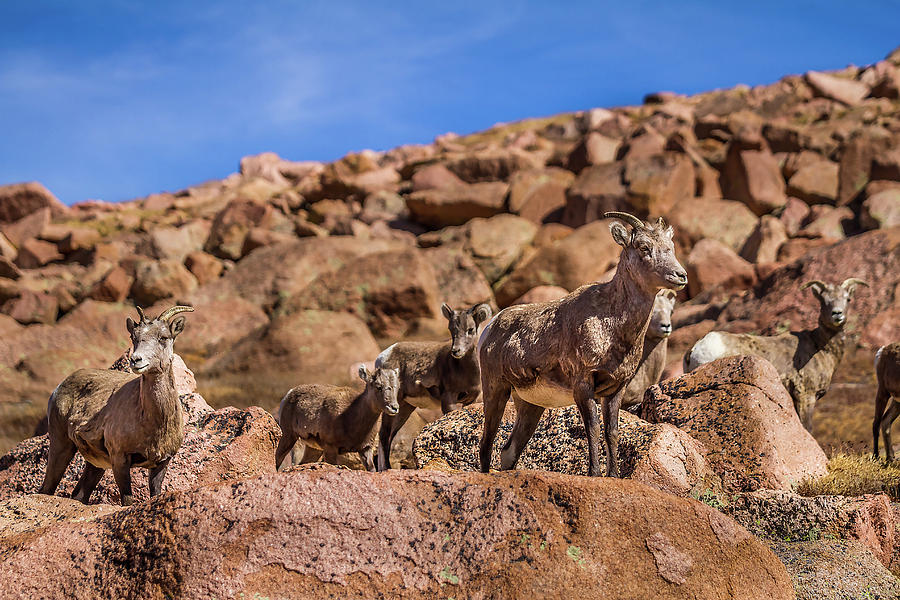 Big Horn Sheep Photograph by Ron Pate