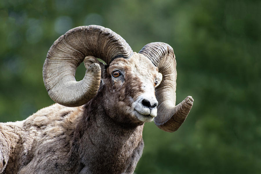 Big Horn Sheep Photograph by Scott Read