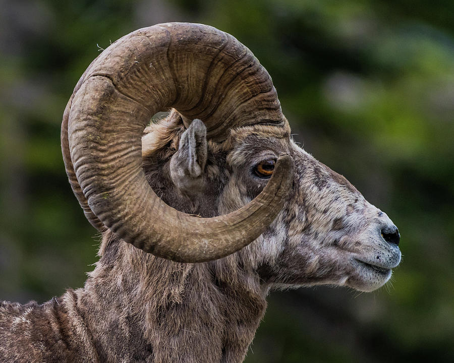 Big Horn Sheep Side View Looking Right Photograph by Kelly VanDellen