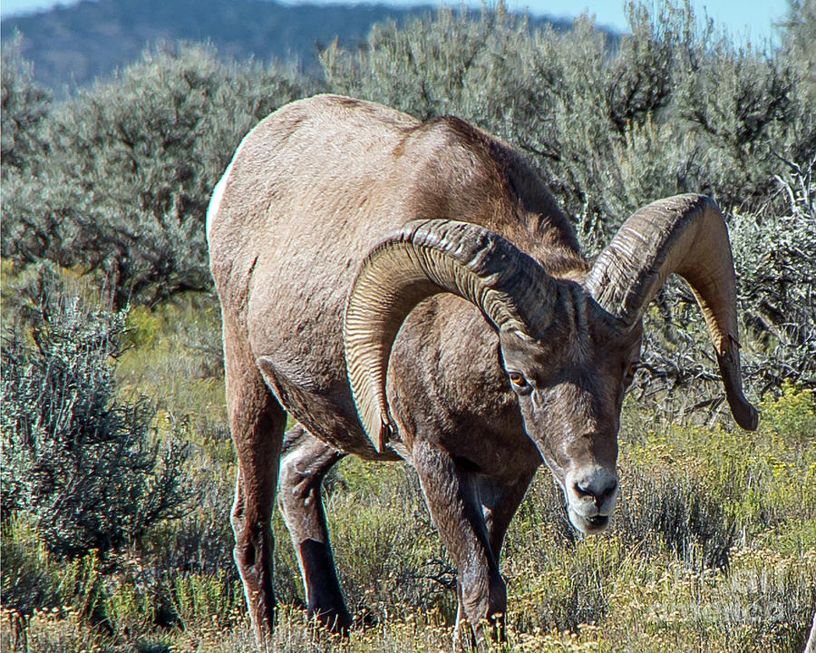 Big Horn Sheep Photograph by Stephen Whalen