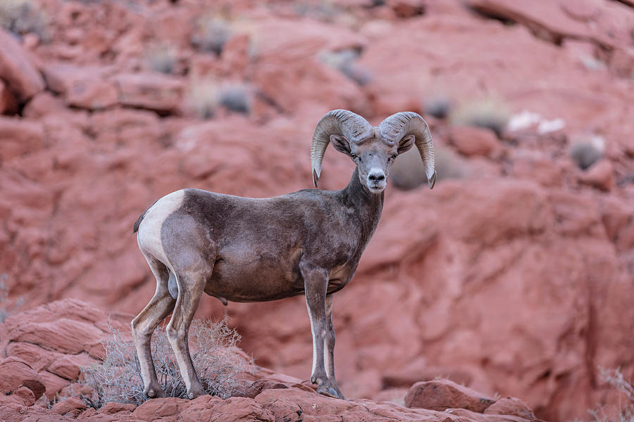 Big Horn Sheep Valley of Fire Photograph by John McGraw