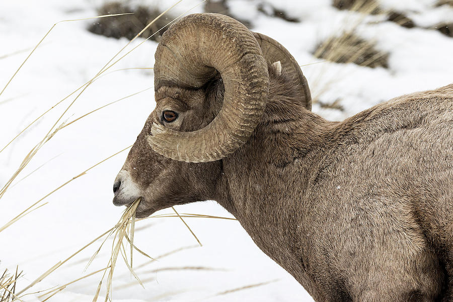Big Horn Snacking in the Snow Photograph by Mark Harrington