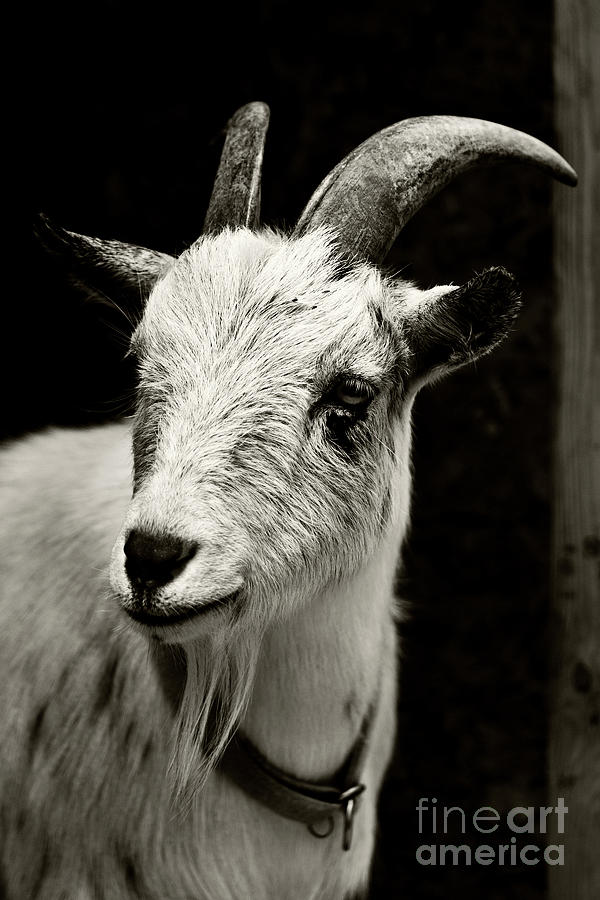 kd 1 goat