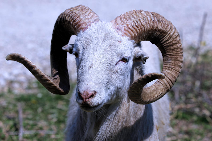 Big Horned Ram Photograph by Theresa Campbell