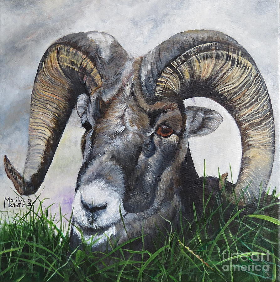 Big Horned Sheep Painting by Marilyn McNish