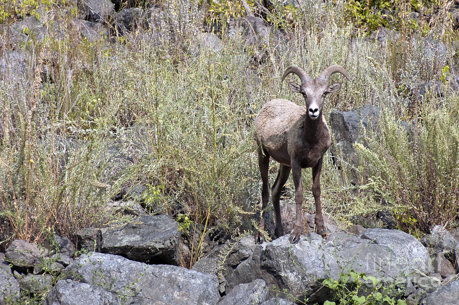 Big Horns in Hells Canyon ID Photograph by Cindy Murphy - NightVisions 