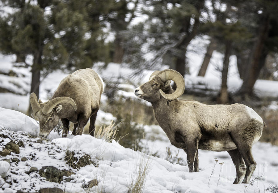 Big Horns in the Snow Photograph by Carolyn Fox - Fine Art America