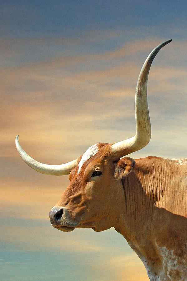 Cow Photograph - Big Horns by Robert Anschutz