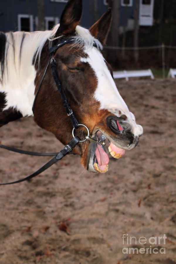 Big Horse Yawn Photograph
