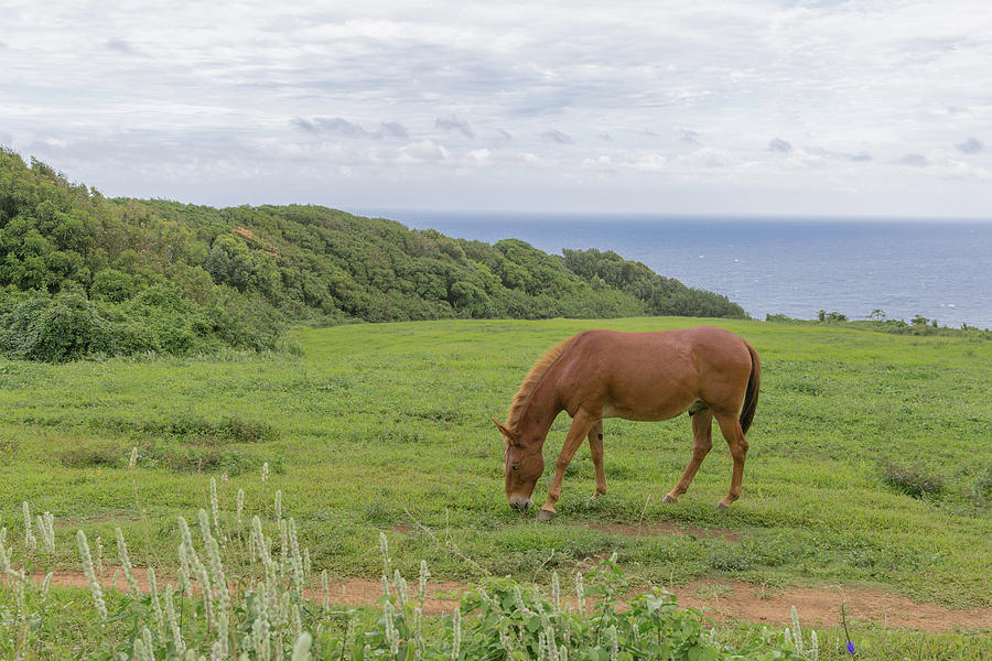Big Island Grazing Horse Photograph by Garry Loss