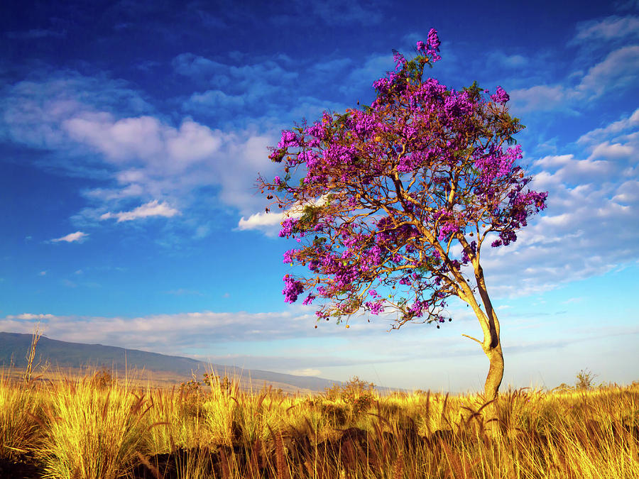 Nature Photograph - Big Island Jacaranda Tree by Christopher Johnson