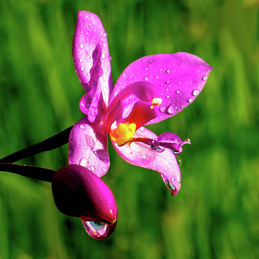 Big Island Orchid Photograph by Ao Images