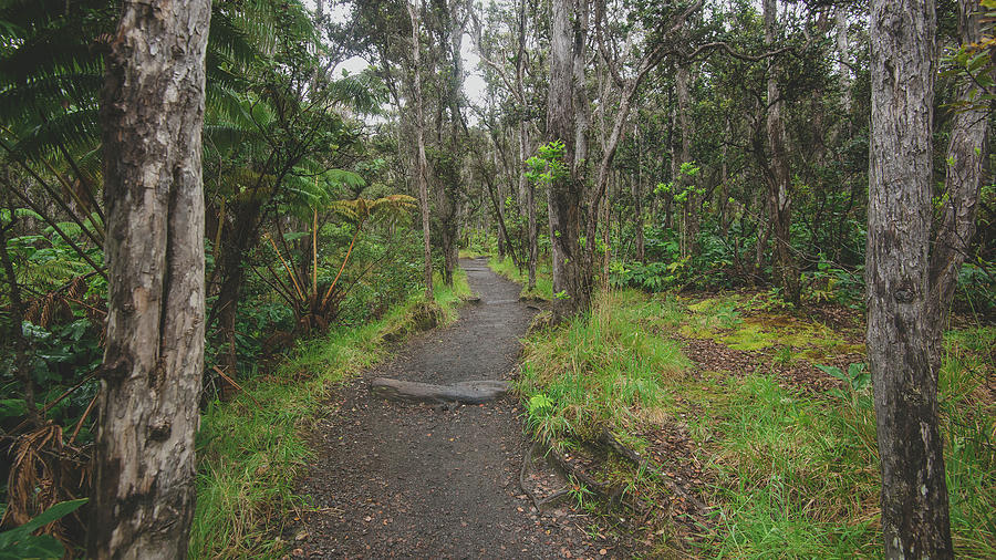 big island hapu forest