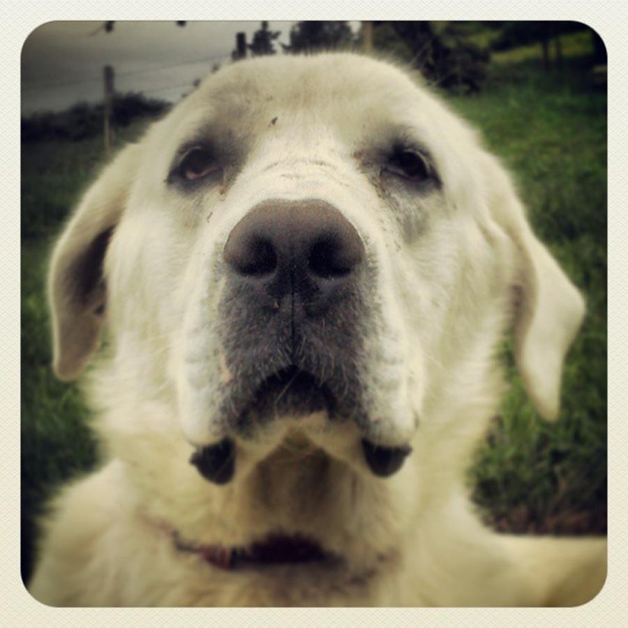 Dog Photograph - Big Julio by Rafa Rivas Dog Photograph - Big Julio by Rafa Rivas