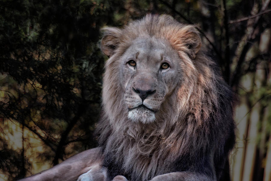 Animal Photograph - Big King by Joachim G Pinkawa