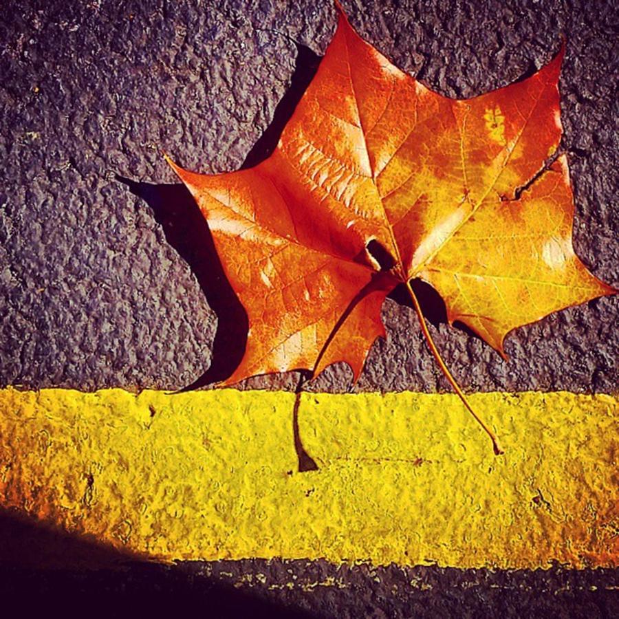Fall Photograph - Big Leaf In The Parking Lot Of The by Alex Haglund