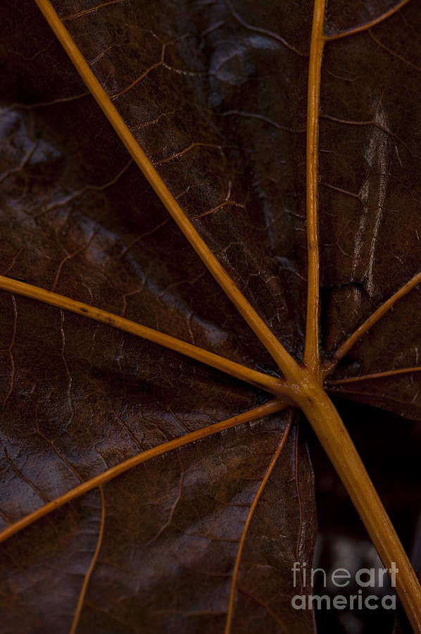 Big Leaf Maple  Photograph by Jim Corwin
