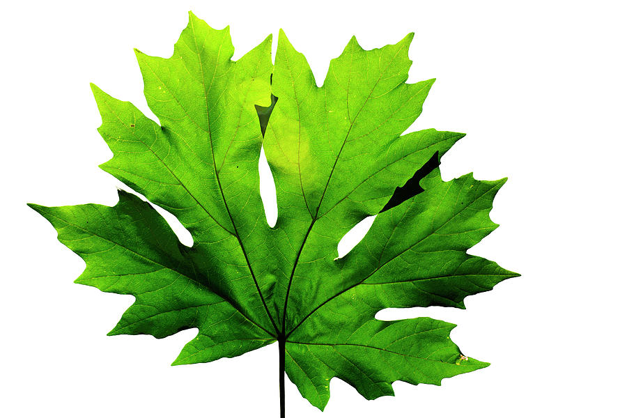 Nature Photograph - Big Leaf Maple Leaf by Frank Wilson