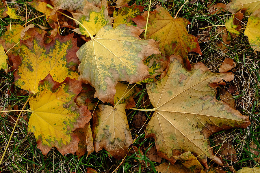 Big Leaf Maple Leaves in Early Fall Photograph by Monte Stevens