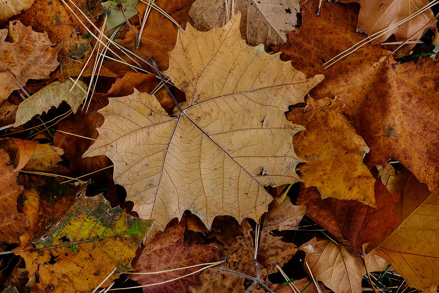 Big Leaf Maple Photograph by Monte Stevens